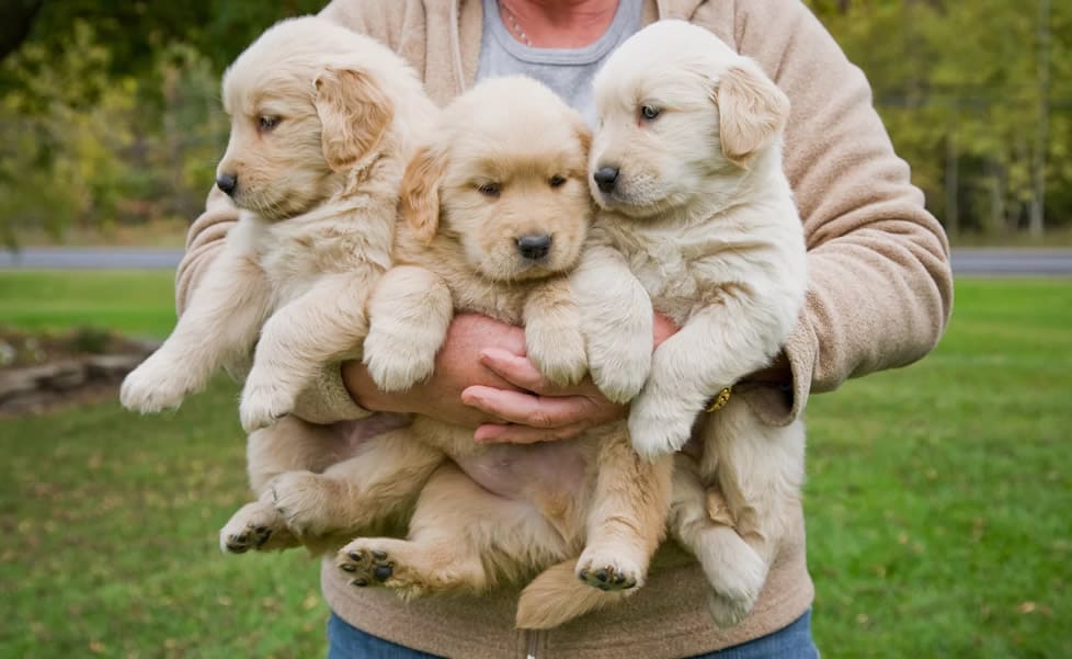 filhotes de golden retriever